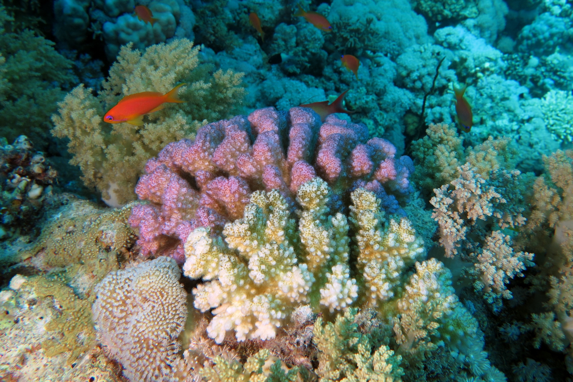 Pocillopora verrucosa