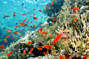 Pseudanthias squamipinnis, Millepora dichotoma