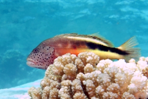 Paracirrhites forsteri, Pocillopora verrucosa