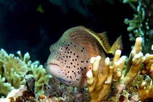 Paracirrhites forsteri, Millepora dichotoma