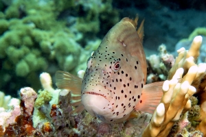 Paracirrhites forsteri, Millepora dichotoma