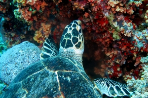 Eretmochelys imbricata