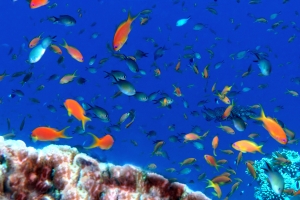 Chromis flavaxilla, Pseudanthias squamipinnis