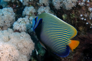 Pomacanthus imperator