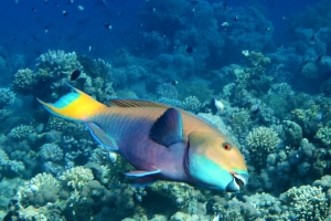 Chlorurus gibbus