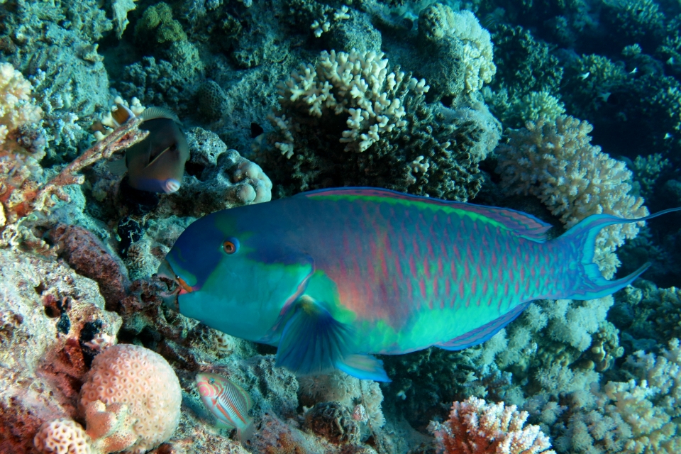 Chlorurus gibbus, Sufflamen albicaudatum, Thalassoma rueppellii