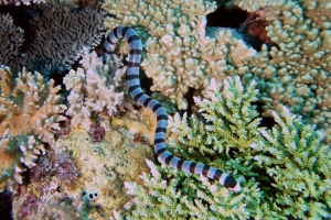 Laticauda colubrina