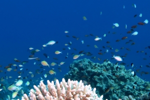 Bancs de Demoiselles et Anthias au-dessus du récif de Gordon