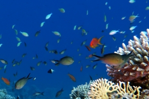 Chromis dimidiata, Chromis flavaxilla, Chromis viridis