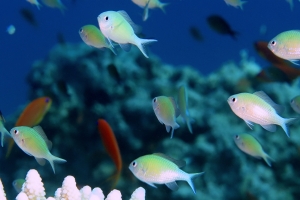 Chromis viridis, Acropora