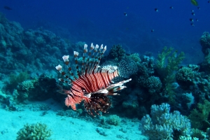 Pterois miles