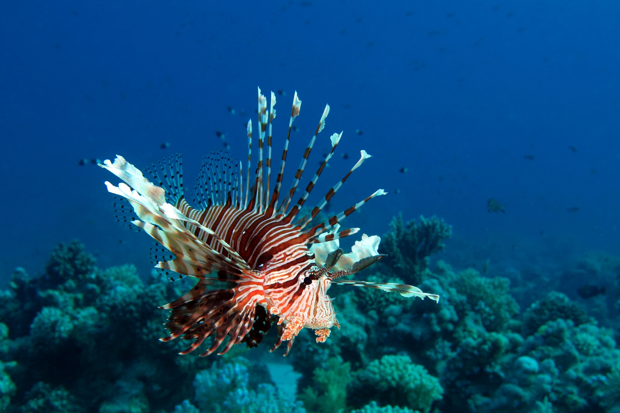 Pterois miles