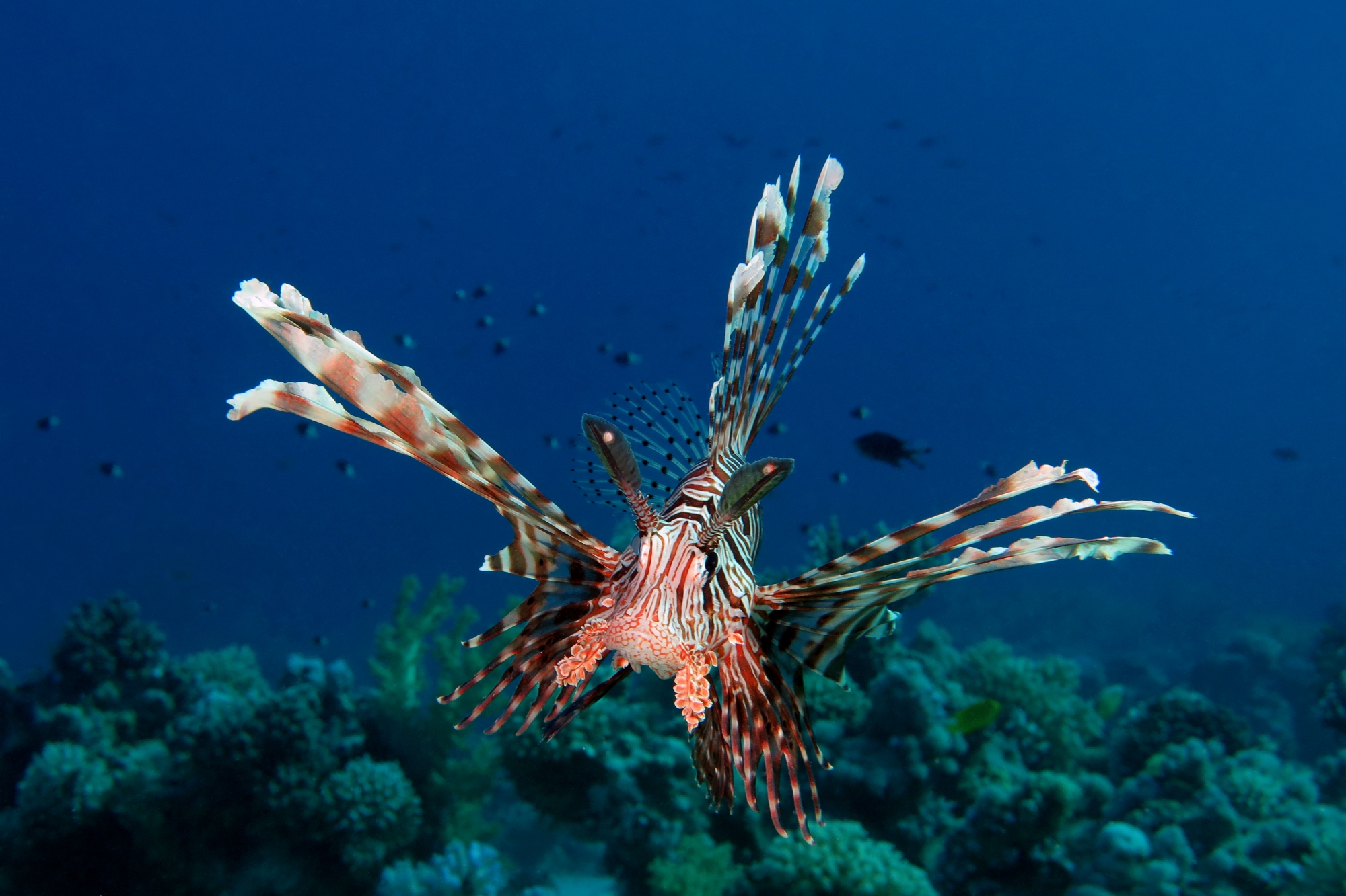 Pterois miles