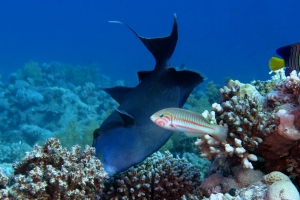 Pseudobalistes fuscus, Thalassoma rueppellii