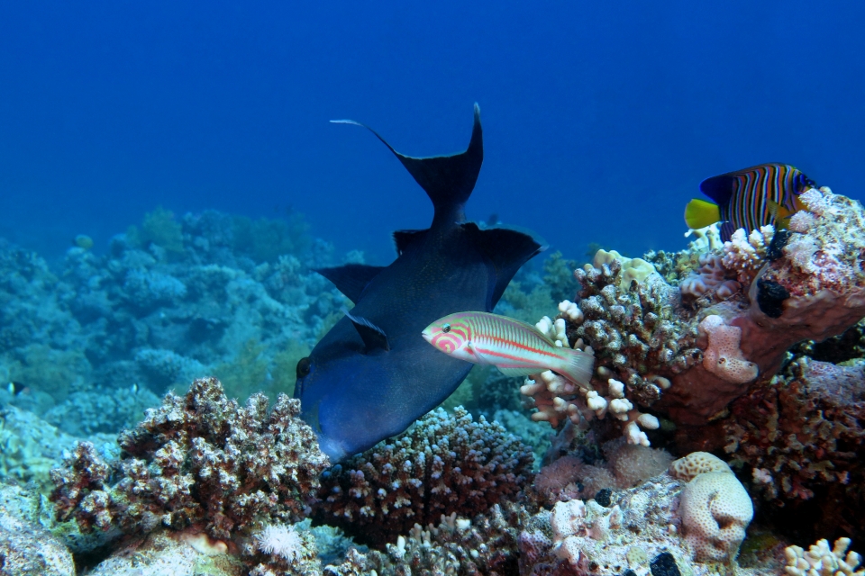 Pseudobalistes fuscus, Thalassoma rueppellii