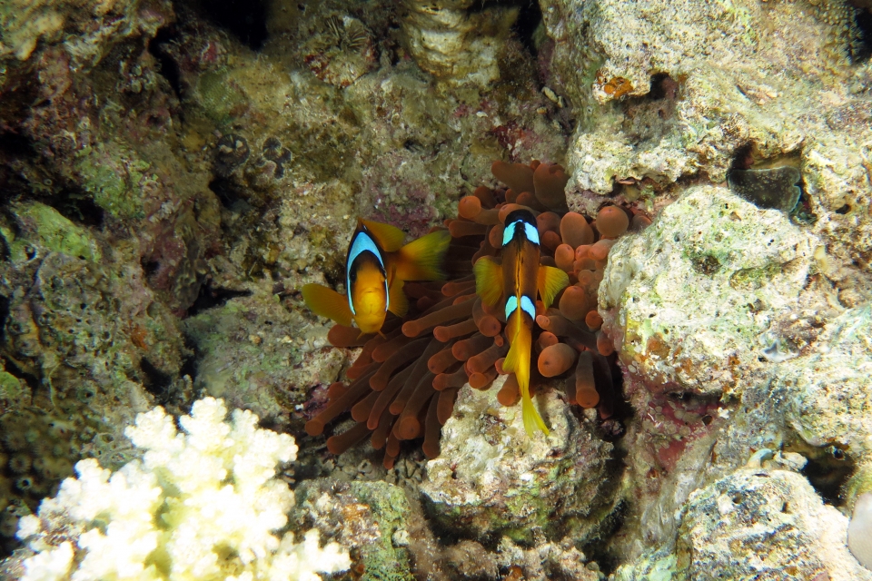 Amphiprion bicinctus, Entacmaea quadricolor