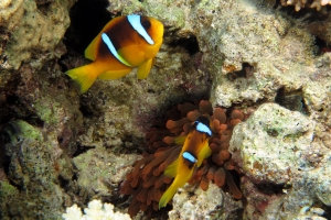 Amphiprion bicinctus, Entacmaea quadricolor