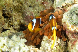 Amphiprion bicinctus, Entacmaea quadricolor