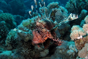 Pterois miles