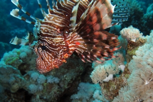 Pterois miles