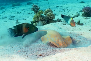 Taeniura lymma, Cheilinus lunulatus, Halichoeres hortulanus