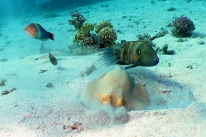 Taeniura lymma, Cheilinus lunulatus, Halichoeres hortulanus, Sufflamen albicaudatum, Parapercis hexophthalma