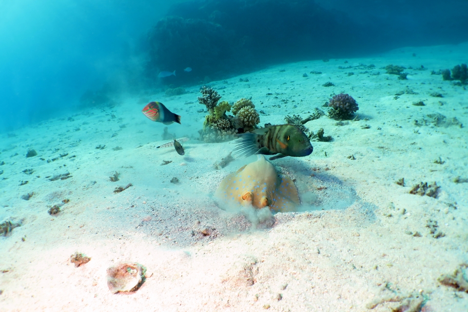 Taeniura lymma, Cheilinus lunulatus, Halichoeres hortulanus, Sufflamen albicaudatum, Parapercis hexophthalma