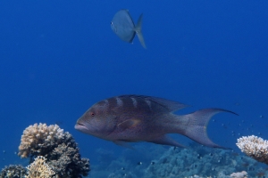 Variola louti , Carangue