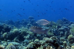 Variola louti, Carangue