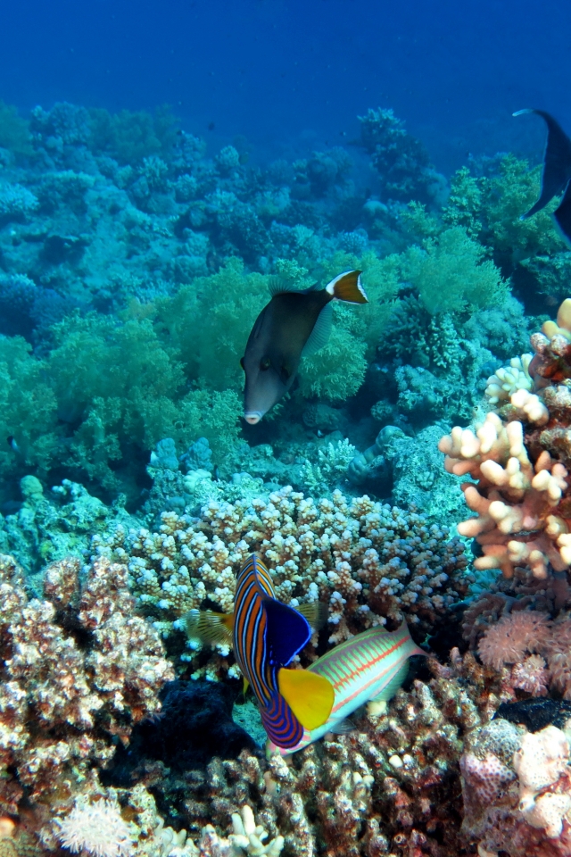 Sufflamen albicaudatum, Pygoplites diacanthus, Thalassoma rueppellii