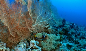 Paysage, Subergorgia hicksoni, Pomacanthus imperator