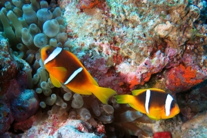 Amphiprion bicinctus, Entacmaea quadricolor