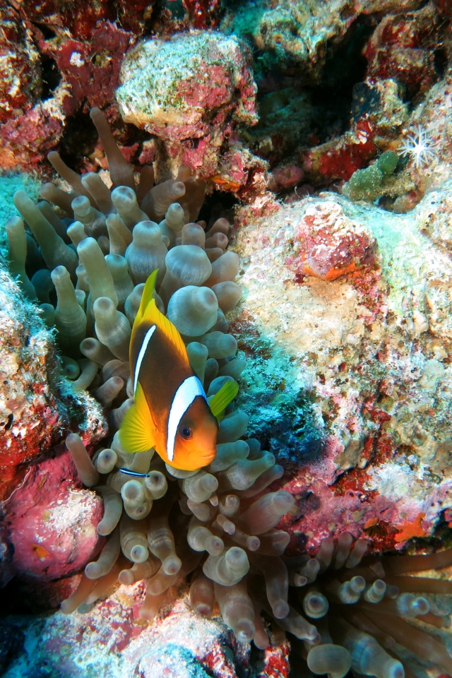 Amphiprion bicinctus, Entacmaea quadricolor