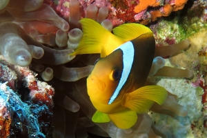 Amphiprion bicinctus, Entacmaea quadricolor