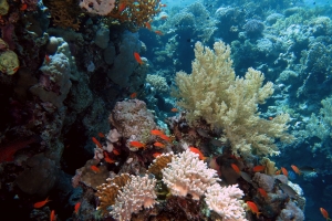 Pseudanthias squamipinnis, Neopomacentrus miryae, Lithophytum arboreum, Sinularia