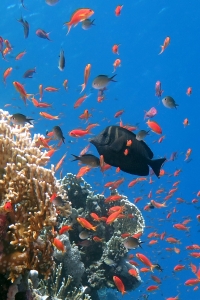 Zebrasoma desjardinii, Pseudanthias squamipinnis, Chromis flavaxilla