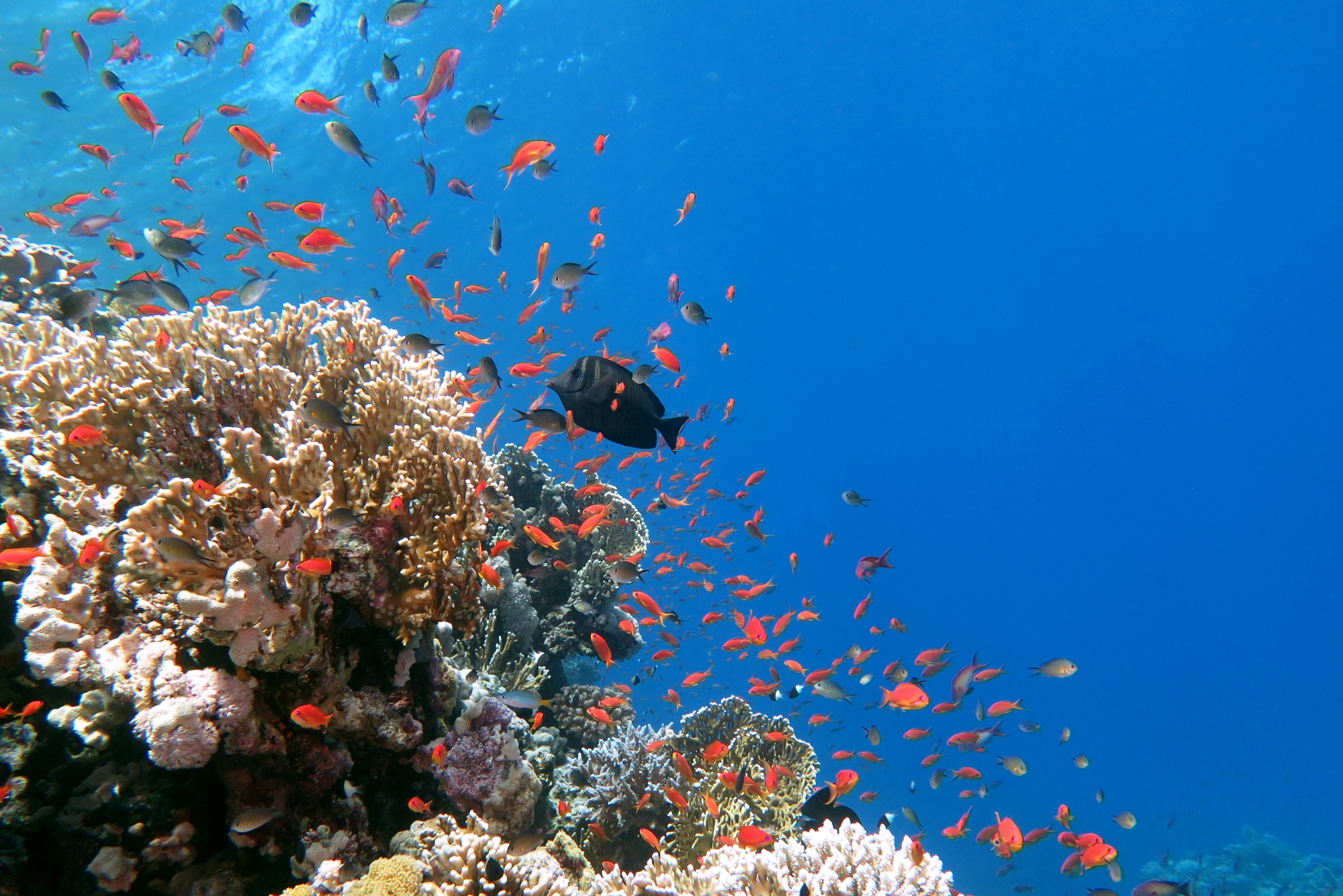 Zebrasoma desjardinii, Pseudanthias squamipinnis, Chromis flavaxilla