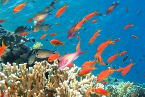 Pseudanthias squamipinnis, Chromis flavaxilla