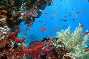 Pseudanthias squamipinnis