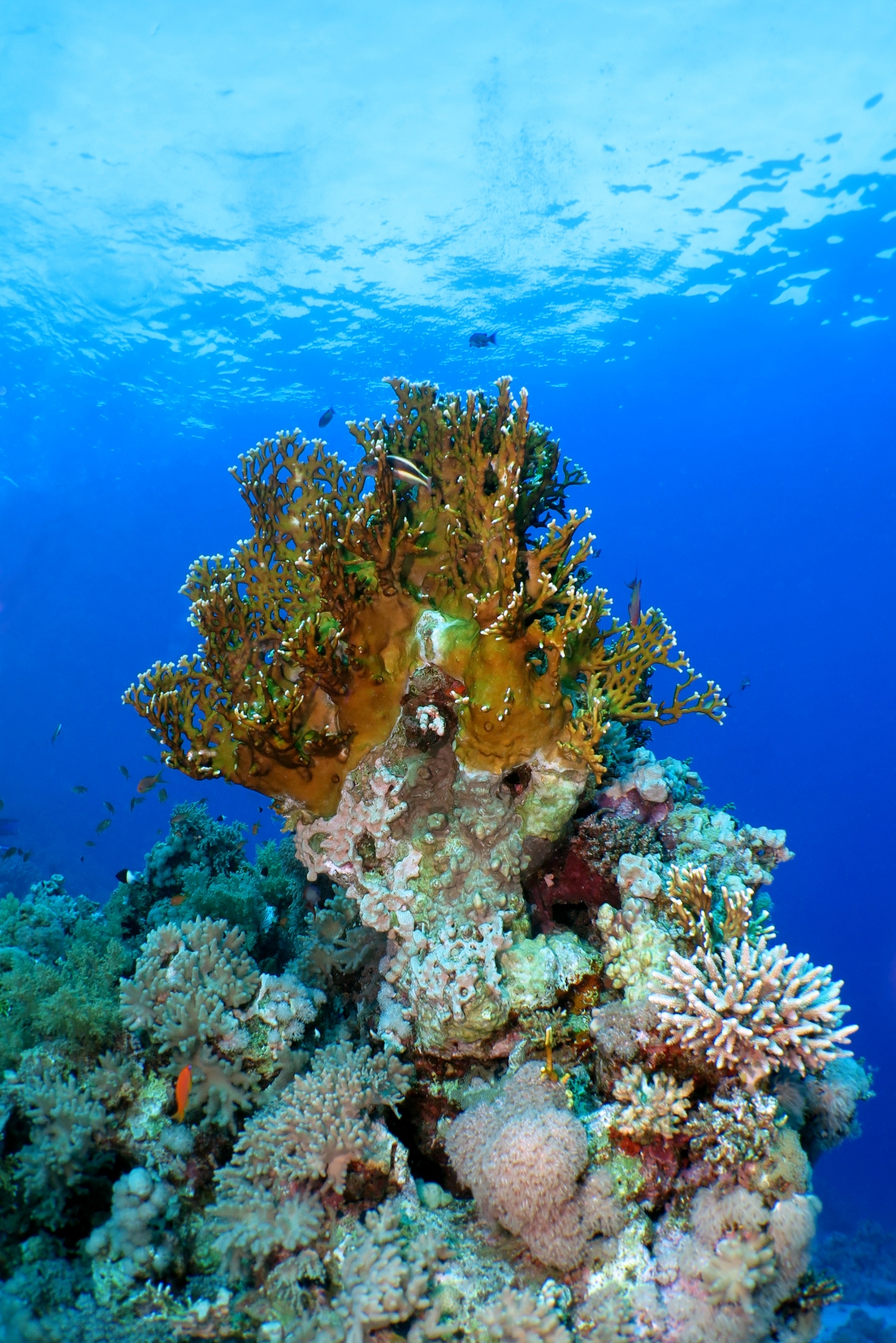 Millepora dichotoma