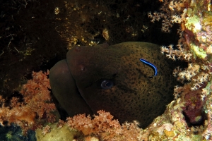 Gymnothorax javanicus, Labroides dimidiatus