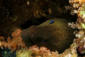 Gymnothorax javanicus, Labroides dimidiatus