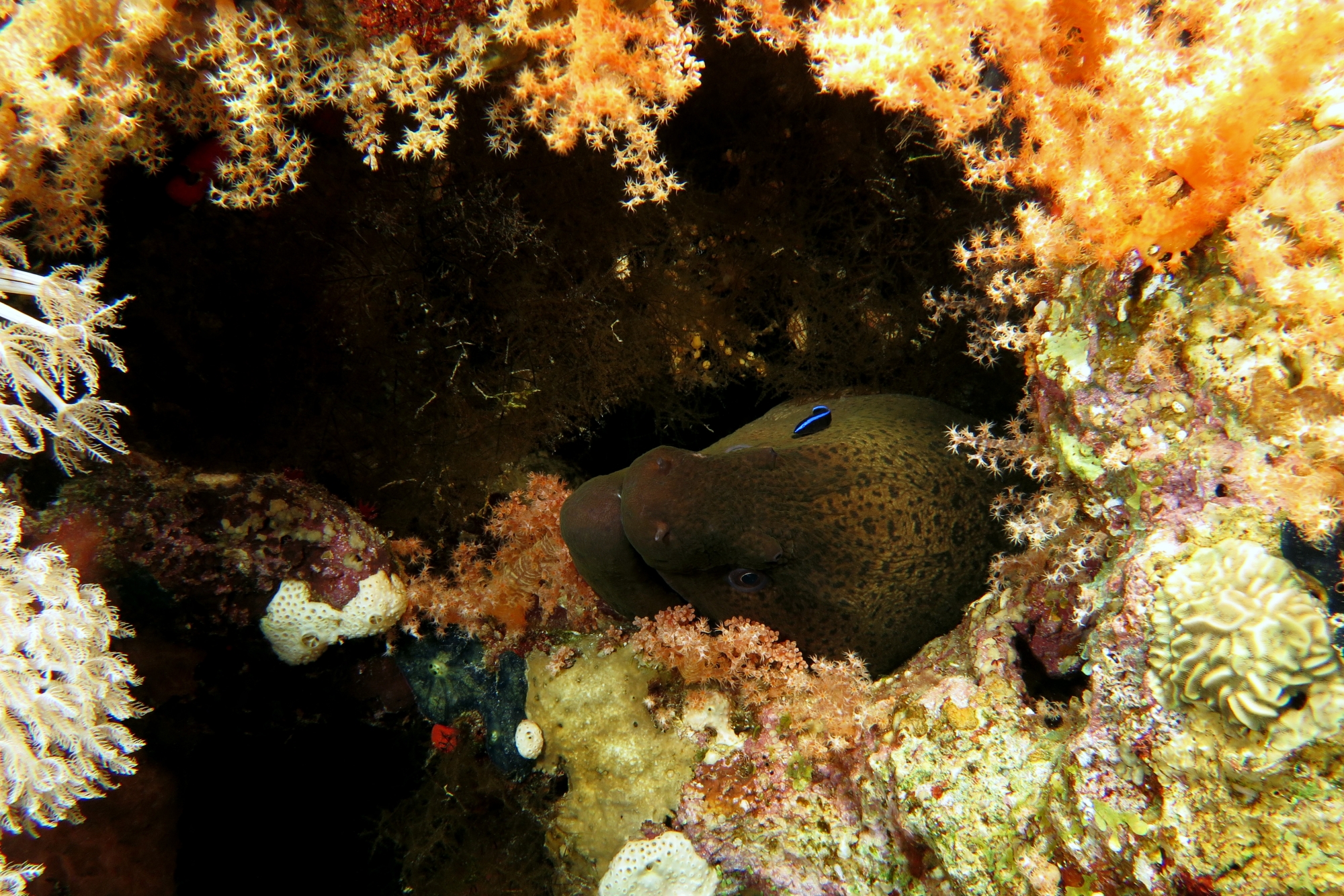 Gymnothorax javanicus, Labroides dimidiatus