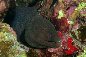 Gymnothorax javanicus