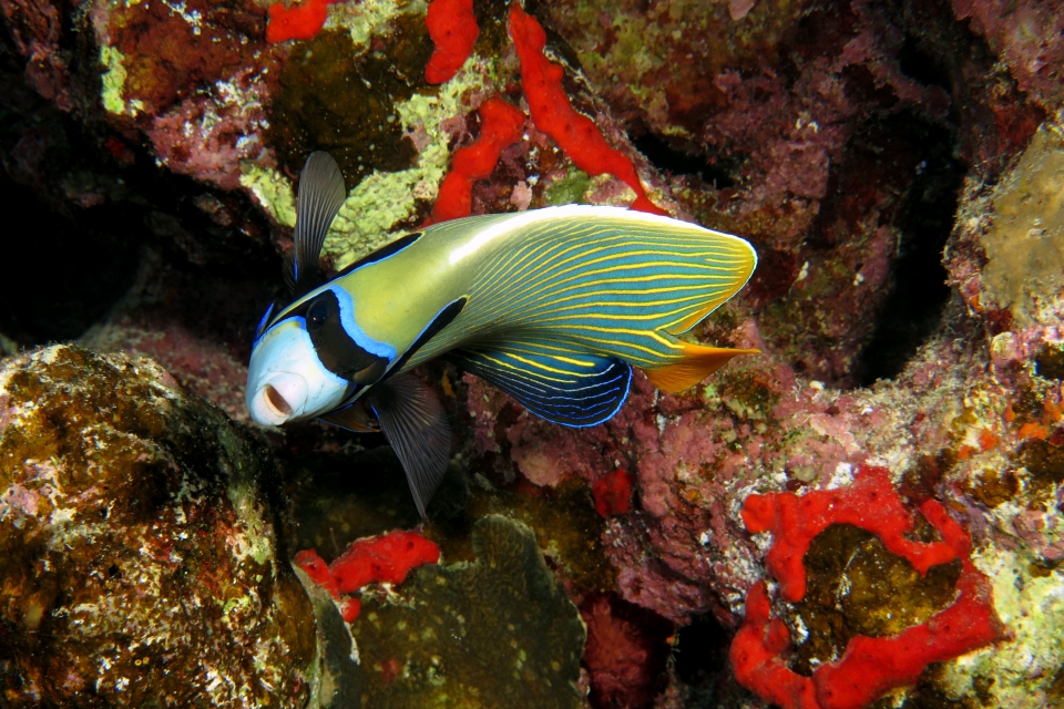 Pomacanthus imperator