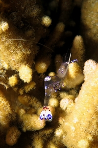 Ancylomenes sarasvati, Sinularia sp., Heteractis aurora