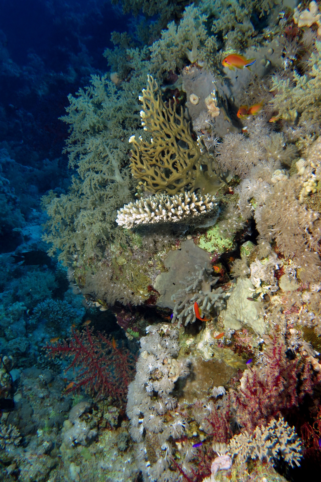 Jardin de corail du récif Yolanda