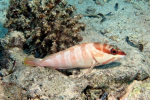 Epinephelus fasciatus