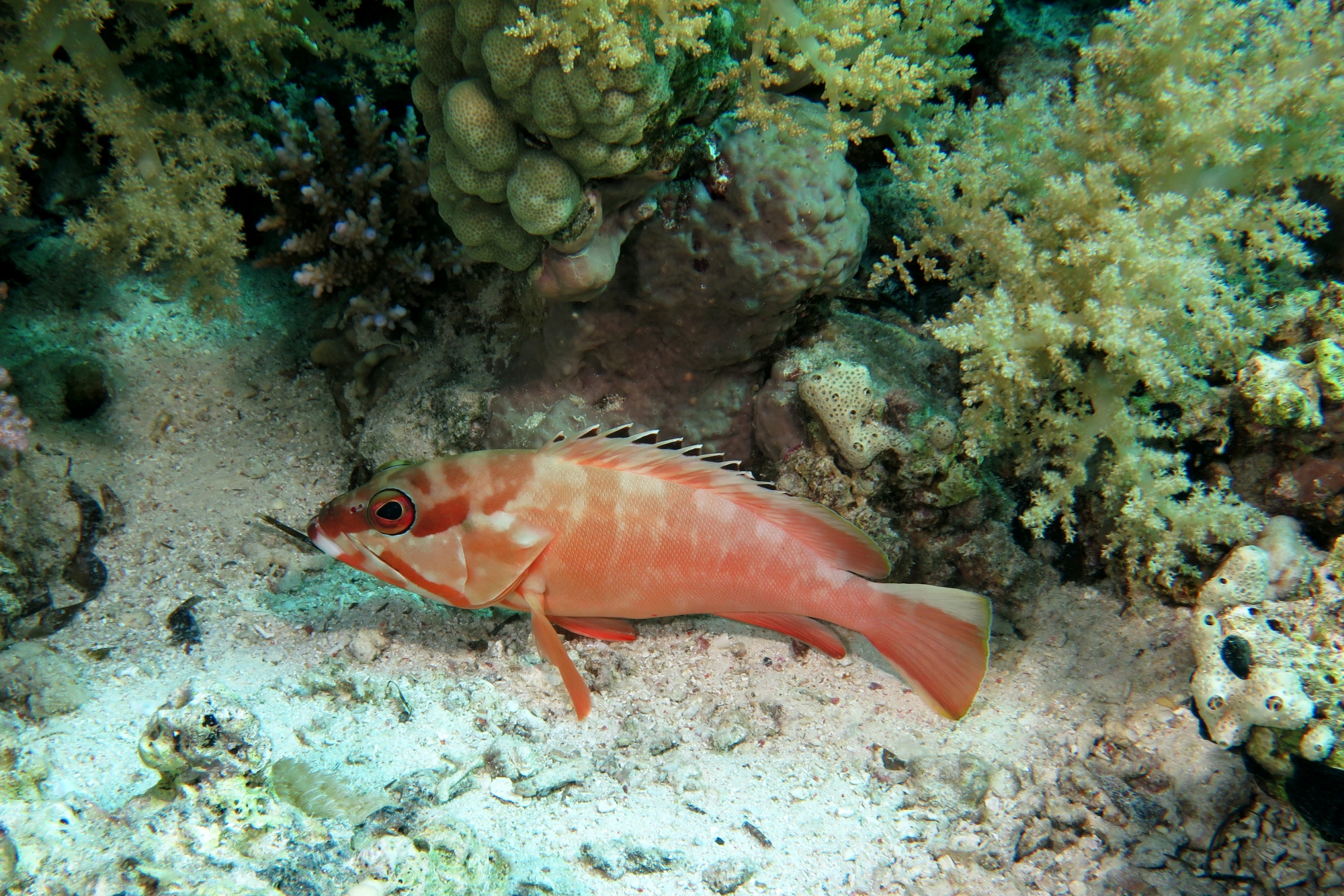 Epinephelus fasciatus