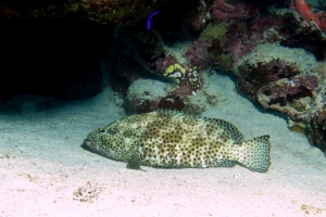 Epinephelus tauvina